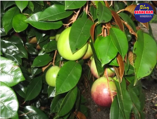 DÂN DÃ NHỮNG THỨ TRÁI CÂY NAM BỘ